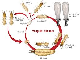 Kết quả hình ảnh cho hình ảnh diệt mối