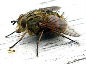 Cách làm keo dính ruồi từ những nguyên liệu cực dễ tìm