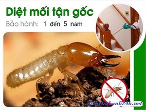 Diệt mối tại Quảng Nam - Diet moi tai Quang Nam - 0905.756.836